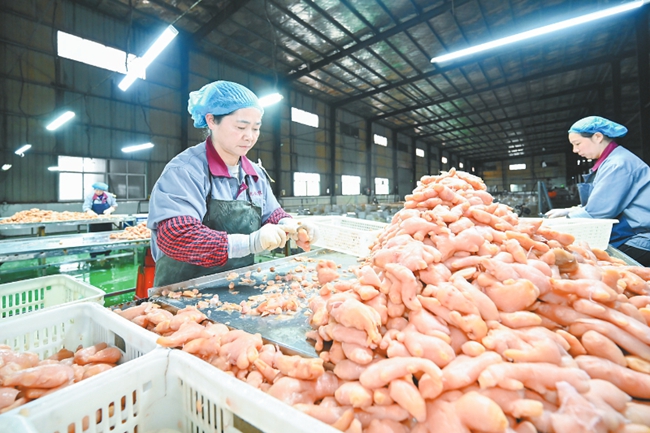 福建优创农业工人在清理生姜。龙媒体记者 方晨颖 摄