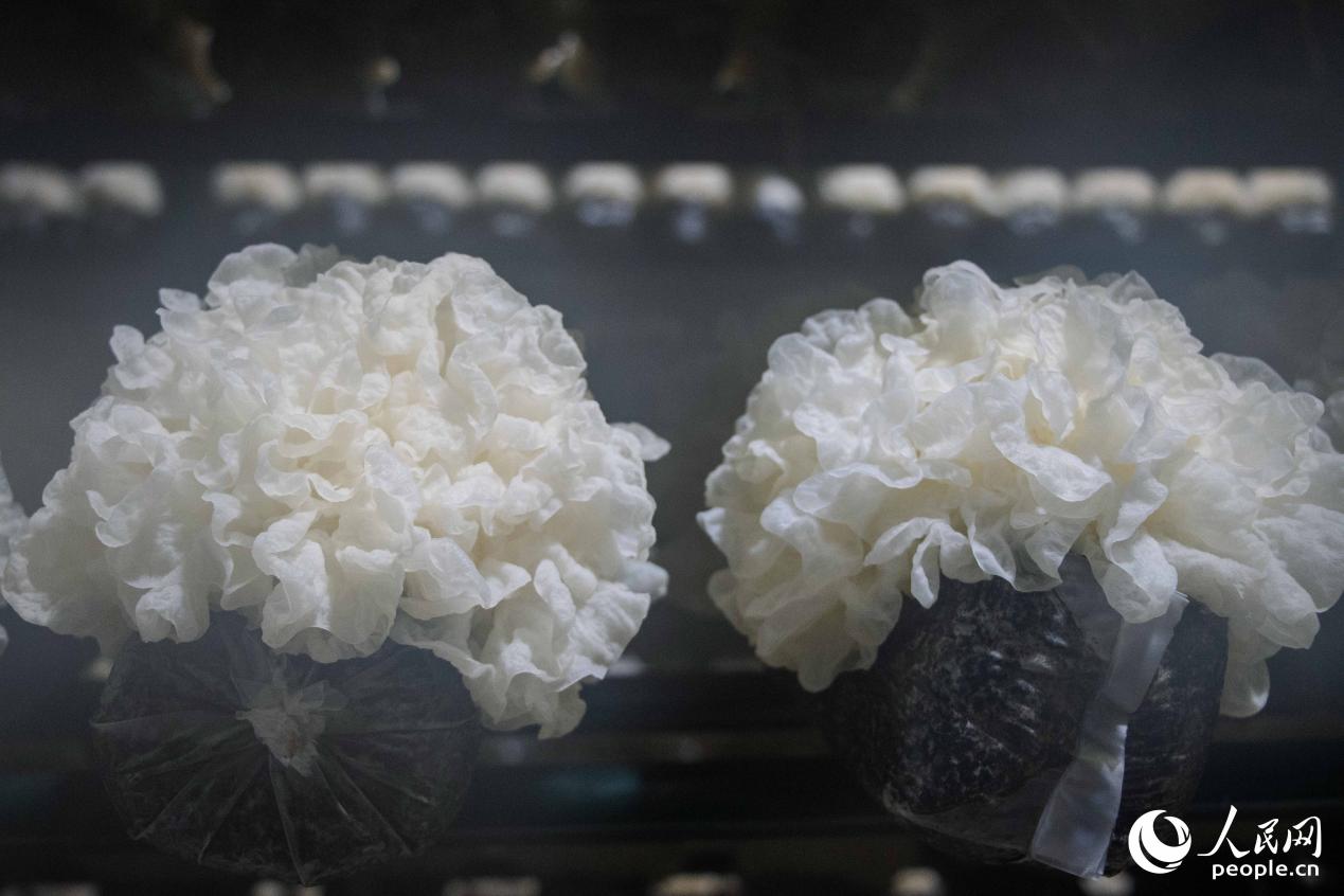 古田银耳洁白如玉。人民网 林铭贤摄