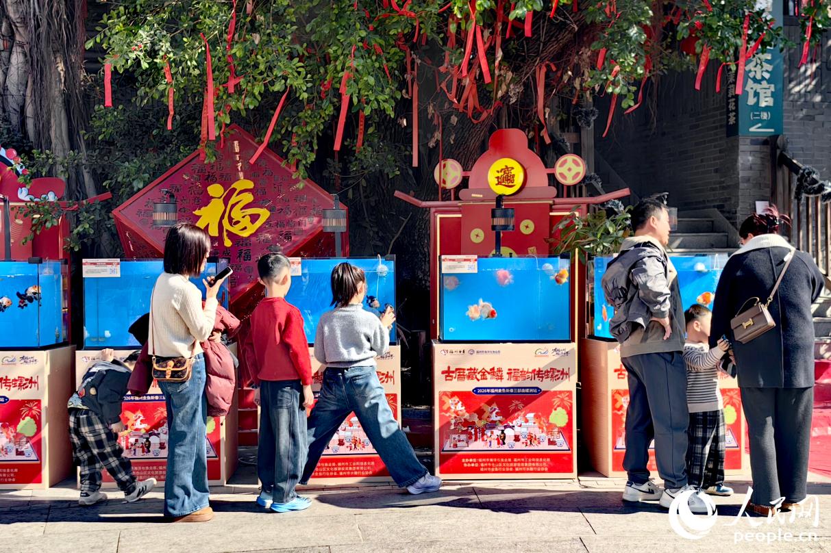 福州螺洲古鎮的金魚展區年味足。人民網記者 葉青卿攝