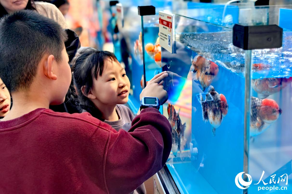 小朋友饒有興致地討論金魚。人民網記者 葉青卿攝