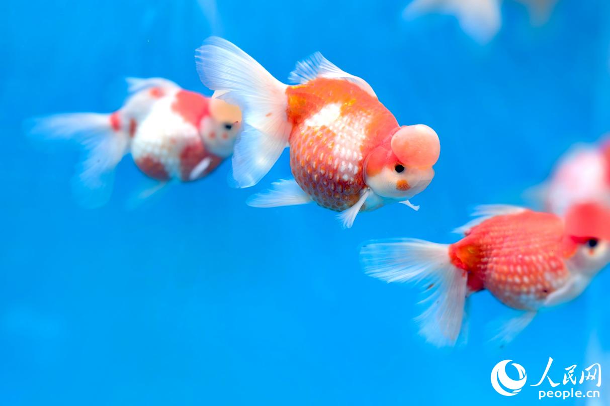 名為“皇冠珍珠”的金魚在展區裡格外搶眼。人民網記者 葉青卿攝