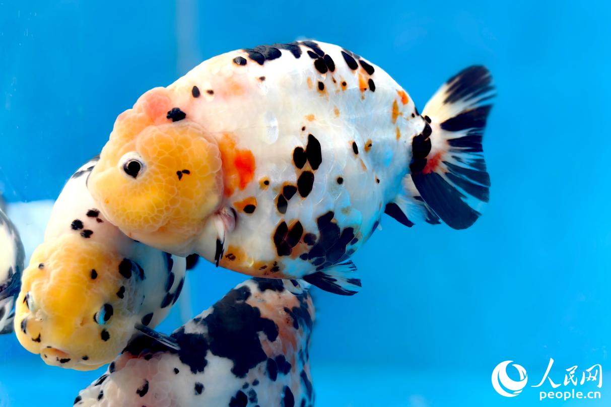 名為“奶牛蘭壽”的金魚如奶牛般憨態可掬。人民網記者 葉青卿攝