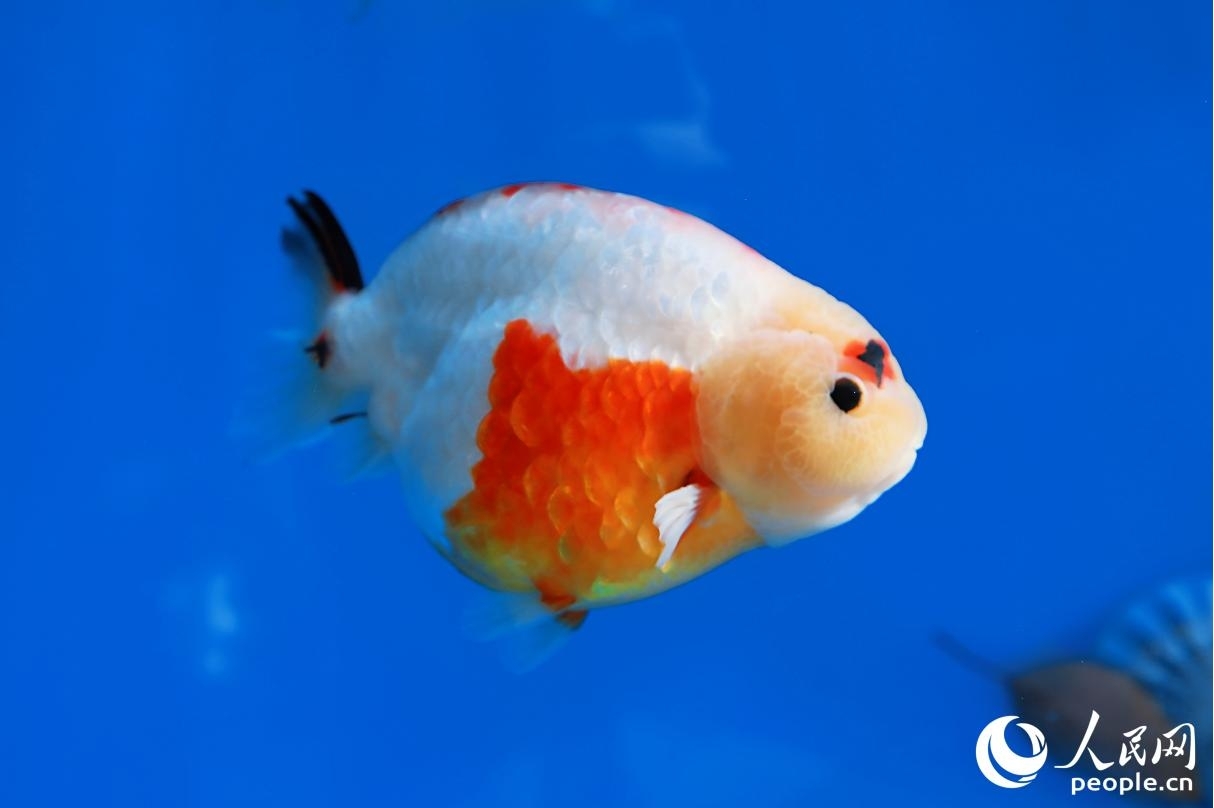 福州有100多種特色金魚品種。人民網記者 李唯一攝