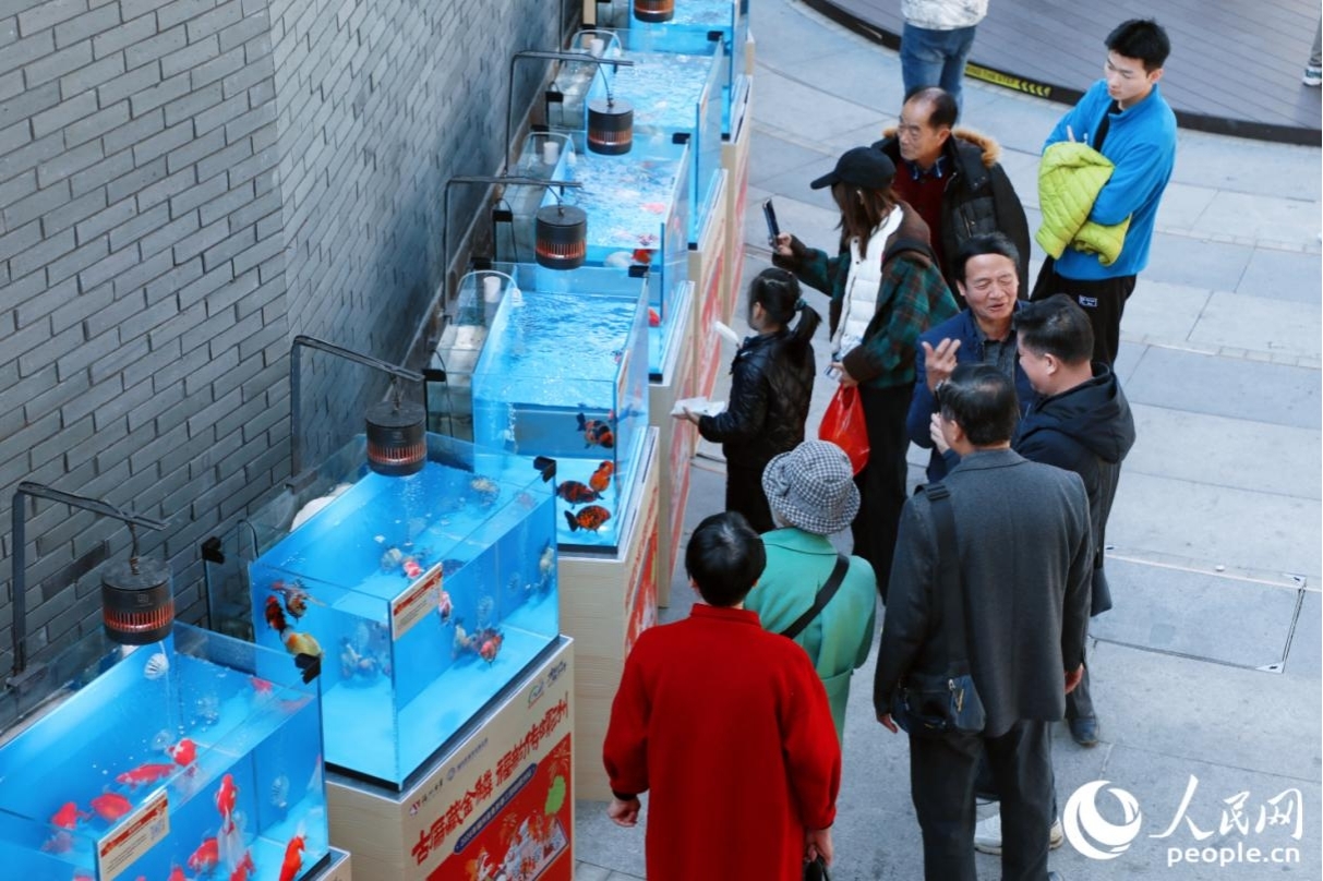 多品類金魚引來市民游客駐足欣賞。人民網記者 李唯一攝