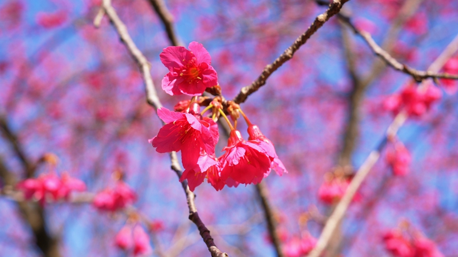 靈石山櫻花園中，“小金鐘” 狀的櫻花或含苞、或盛放，微風中搖曳生姿