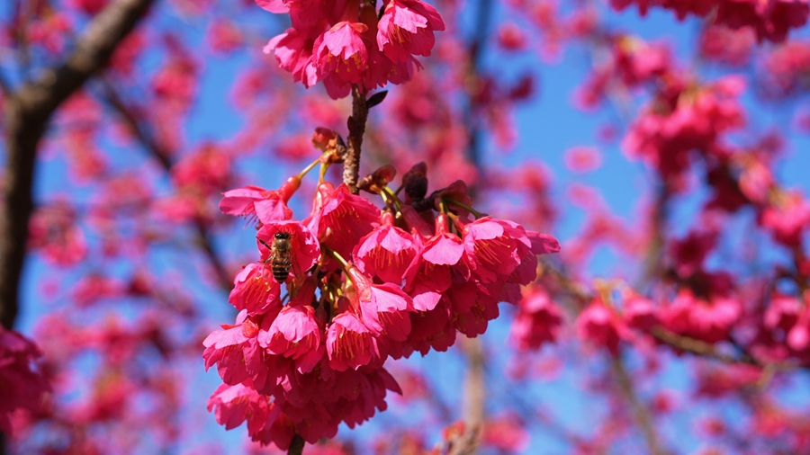 蜜蜂穿梭於花間，為櫻花園的春日增添了靈動生機