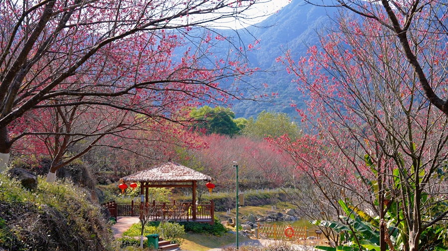 游客可閑坐靈石山風雨亭，於繁花旁盡享山水與櫻花相融的春日美景