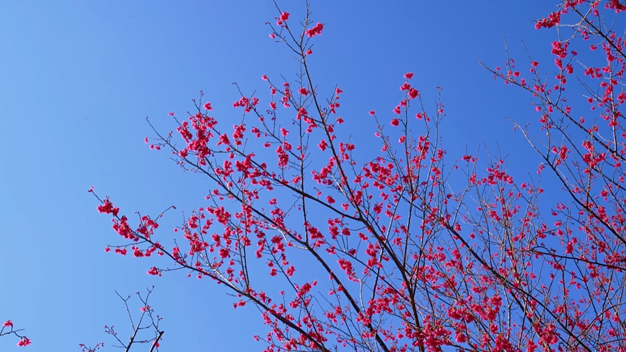 藍天為幕，粉櫻為筆，山櫻花綴滿枝頭