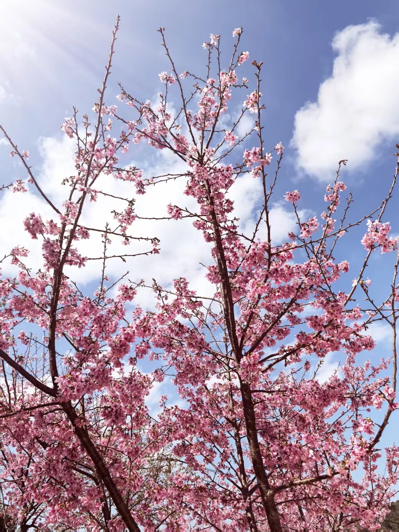 櫻花在藍天下綻放，盡顯春日繁花的蓬勃生機