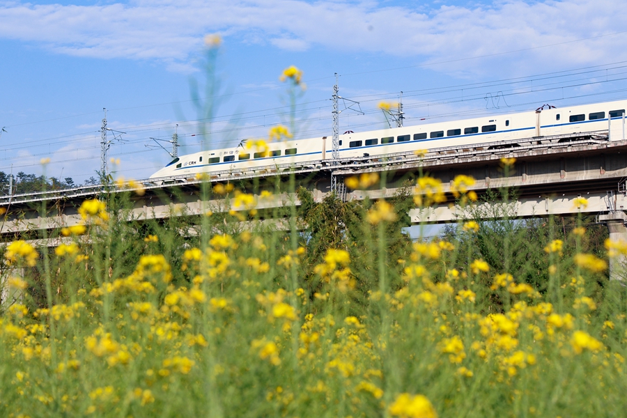 列車穿越花海，開往目的地。黃育仁攝