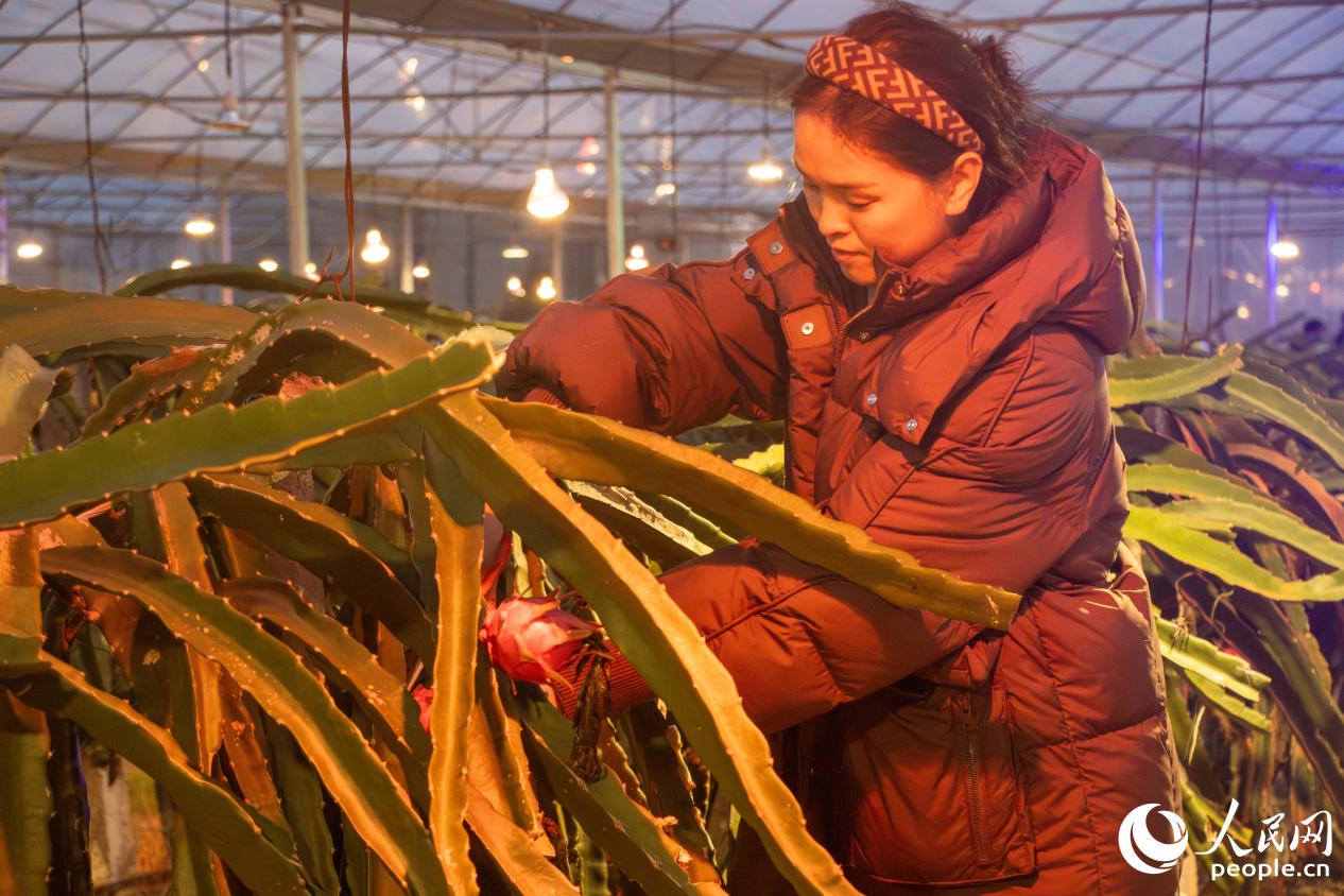 志兴农业专业合作社负责人傅文燕正在修建火龙果。人民网 林铭贤摄