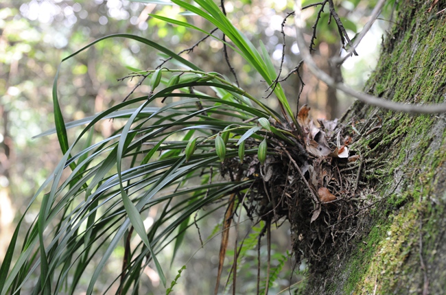 多花兰（摄于德化南埕枣坑村）。福建省林业局供图