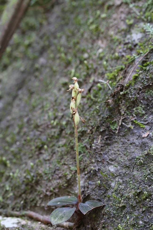 血叶兰（摄于闽侯县南通镇十八重溪）。福建省林业局供图