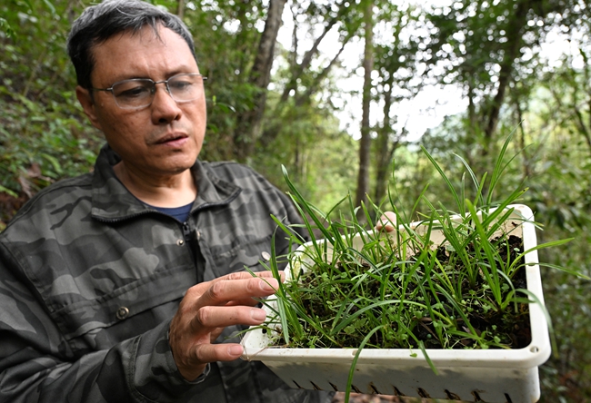 林业科研专家介绍准备回归野外的多花兰。福建省林业局供图