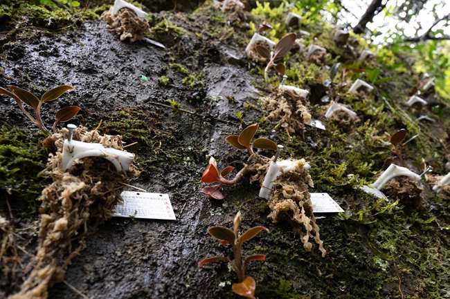 回归野外的血叶兰。福建省林业局供图