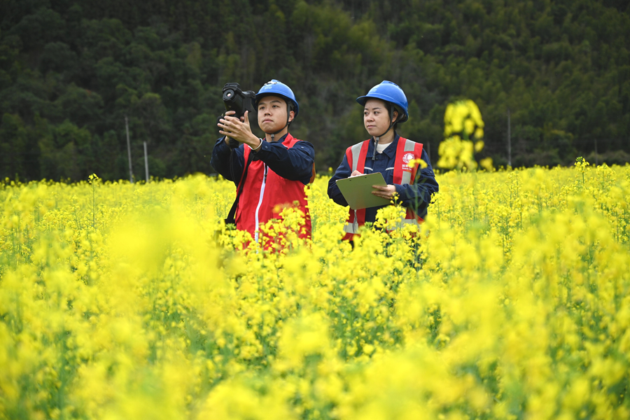 工作人员在田间巡视