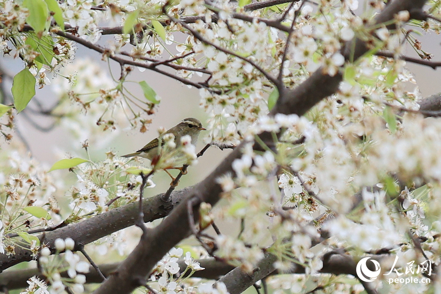 黄眉柳莺在梨花枝头流连。人民网记者 陈博摄