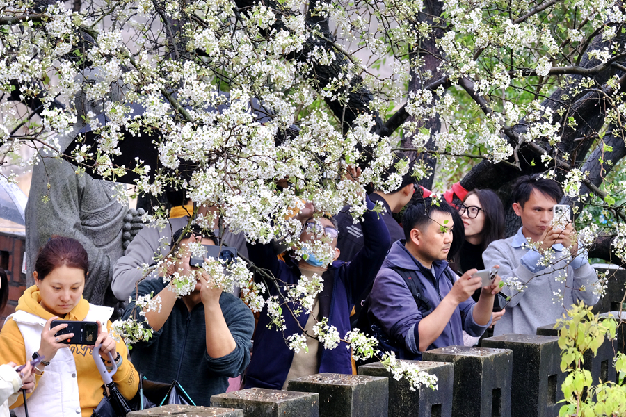 游人在梨树下拍照打卡。林晞华摄