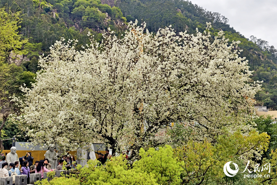 城墙上繁花满树，引得不少游人前来踏青赏花。人民网记者 陈博摄