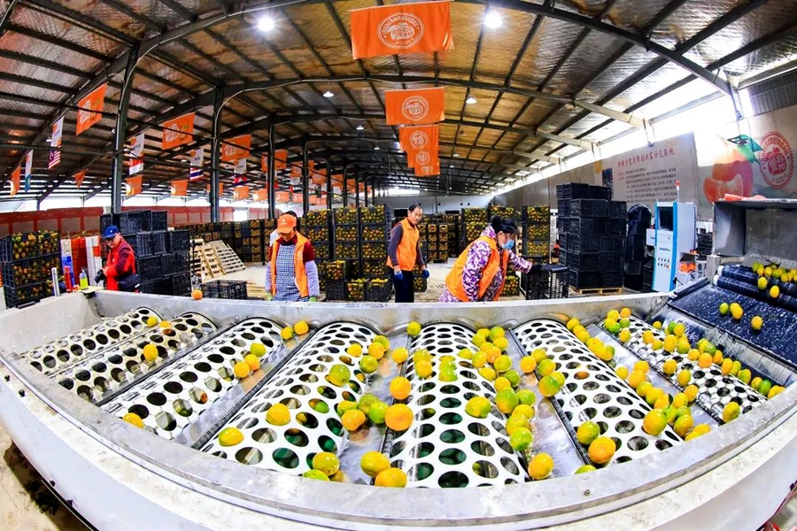 南平市顺昌县埔上镇大布平台冷链仓储发运中心的工人正在对柑橘进行分拣。福建省商务厅供图