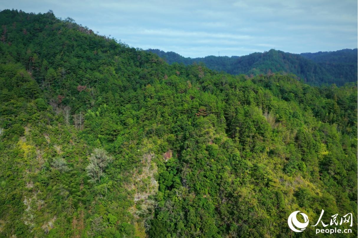 下党多山林,在之前还没有公路的日子里,村民们从寿宁县城往返下党乡,需要披荆斩棘、跋山涉水。人民网记者 李唯一摄