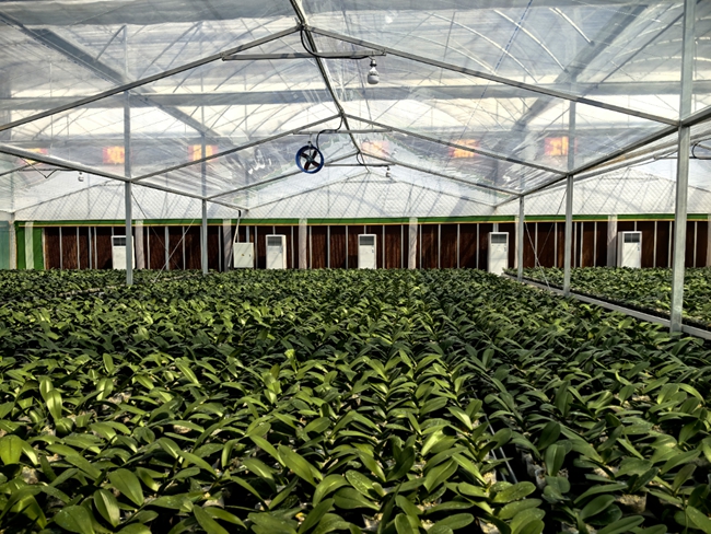 现代化花卉生产设施