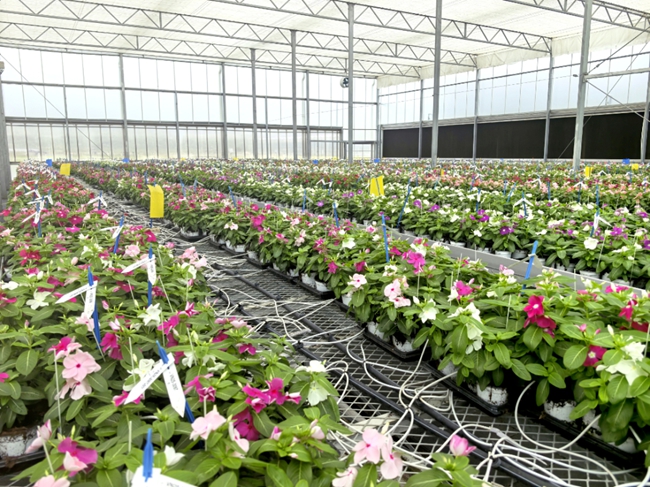 长春花省级花卉种质资源库