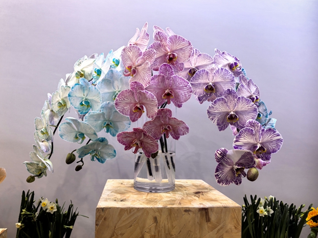 “马卡龙色系”蝴蝶兰