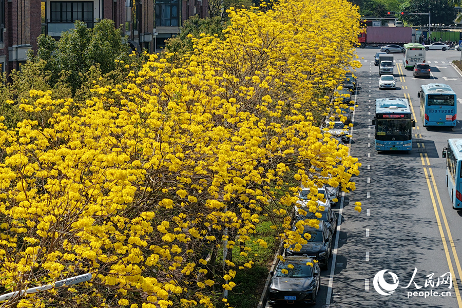 厦门霞光路的黄花风铃木沿街绽放。人民网记者 陈博摄