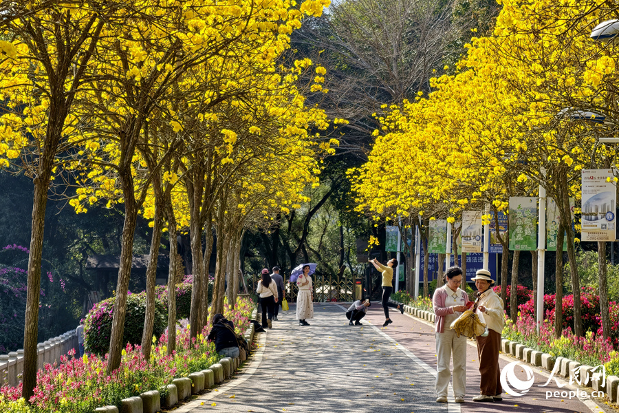 厦门天竺山森林公园黄花风铃木盛放引客来。人民网记者 陈博摄