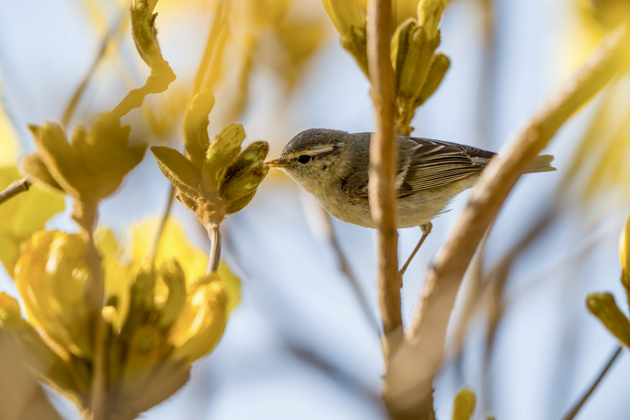 在厦门东山水库，黄眉柳莺在黄花风铃木枝头觅食。肖荣摄