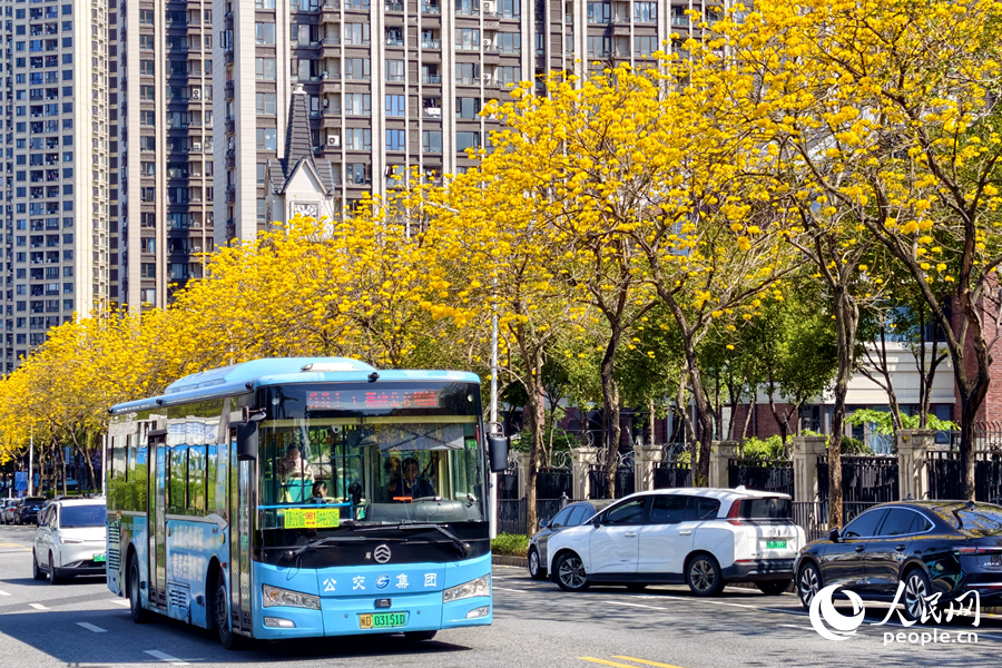 公交车驶过开满黄花的街道。人民网记者 陈博摄