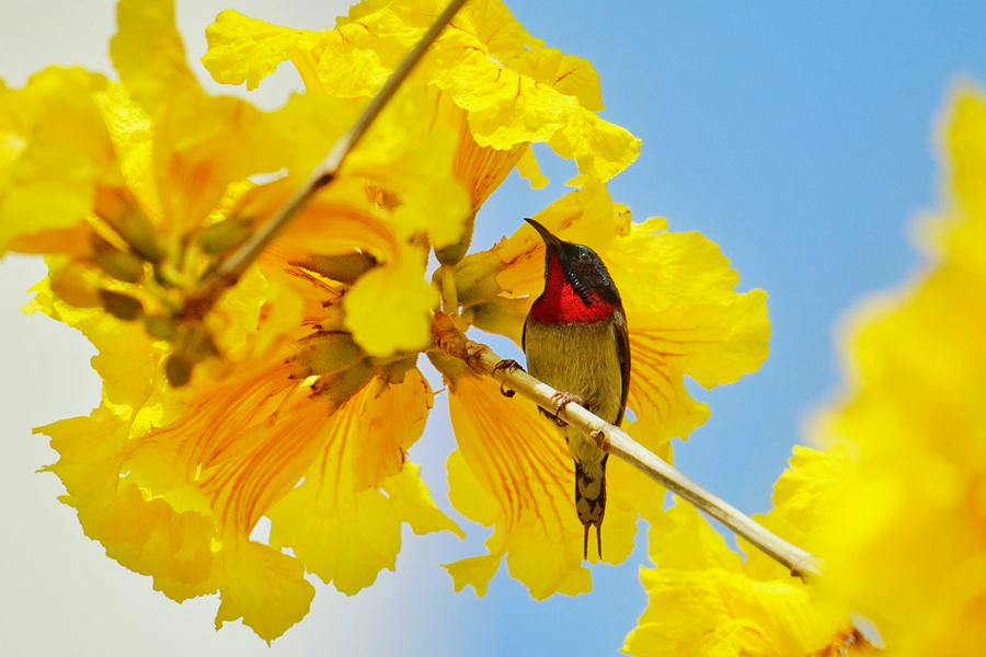 叉尾太阳鸟在黄花枝头张望。庄莉红摄