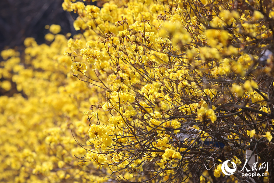 黄花风铃木金黄色的花球缀满枝头。人民网记者 陈博摄