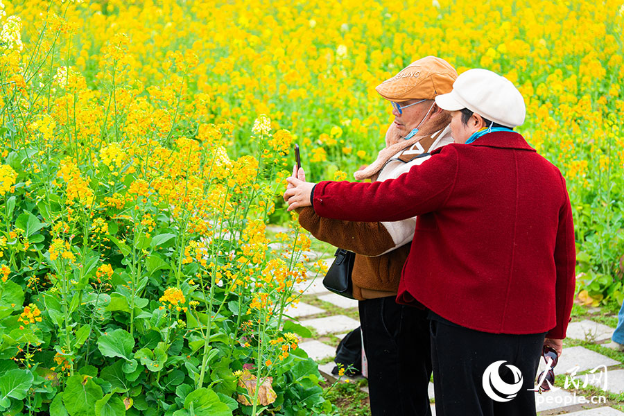 福州花海公园的油菜花田满目金黄，游客漫步其间拍照留念。实习生 李雨泽摄