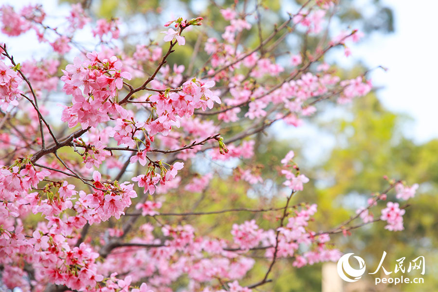 福建开放大学（桂山校区）迎来最佳赏樱季。人民网记者 焦艳摄
