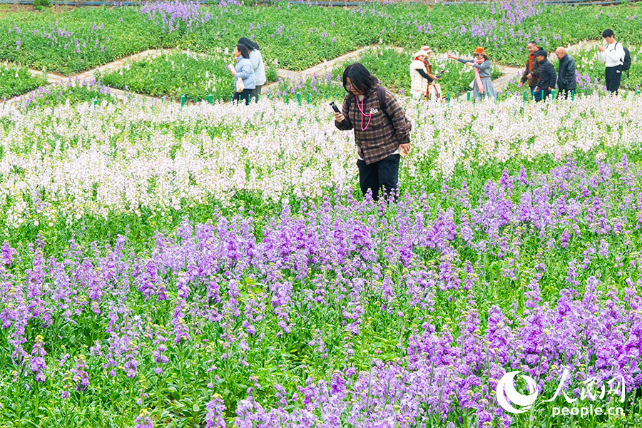 福州花海公园内1.5万平方米的紫罗兰全面盛放，“白”和“紫”铺满了整片花圃。实习生 李雨泽摄