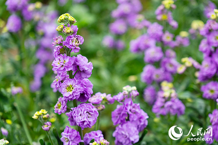 这是福州花海公园首次大规模种植紫罗兰。实习生 李雨泽摄