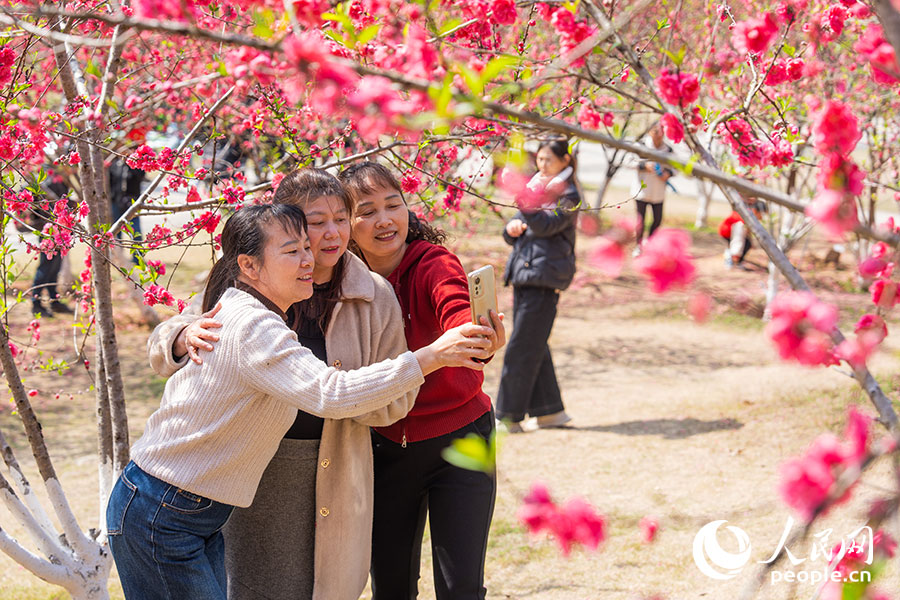 福州国家森林公园600余株桃树竞相绽放，市民竞相打卡。实习生 李雨泽摄
