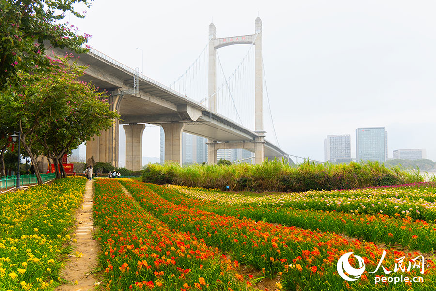 在福州花海公园鼓山大桥下的花田处，各色小苍兰点缀绿野。实习生 李雨泽摄