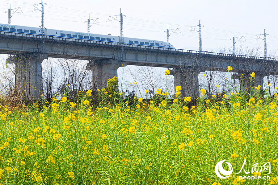 在郊野，列车穿梭于油菜花田之上。实习生 李雨泽摄