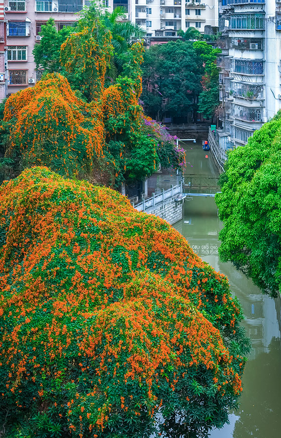 春天的福州，一个转角就能邂逅如瀑般的炮仗花。罗南军摄