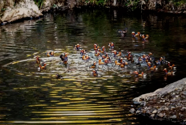 邹洋村鸳鸯谷新貌。邹洋村村委会供图