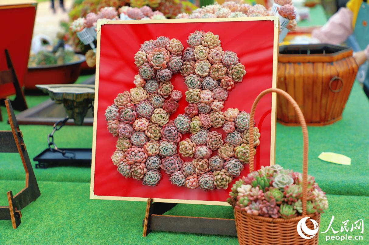 刘林种花的“代表作”——“多肉福板”。人民网记者 李唯一摄