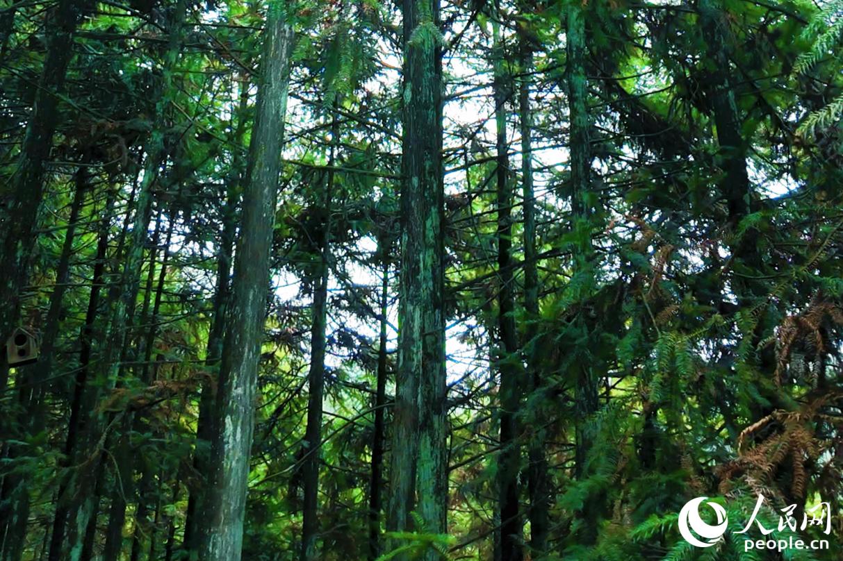 黄振芳家庭林场。人民网记者 李唯一摄