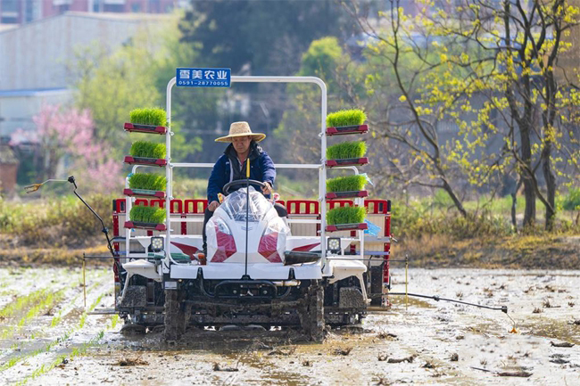 雪美农业开发有限公司工作人员在田里插秧。记者林双伟摄
