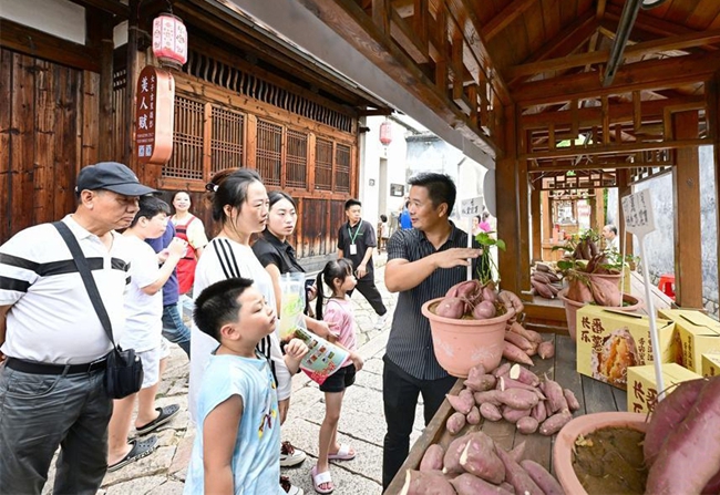 福州新区（长乐区）的番薯种植户介绍番薯品种。记者 石美祥 摄
