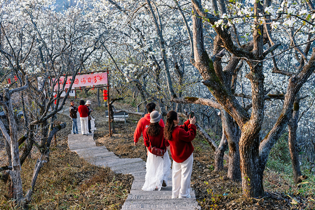 游客在梨树下拍照。缪福森摄