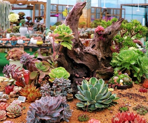 “鲜花盛开”背后的“生态家底”/