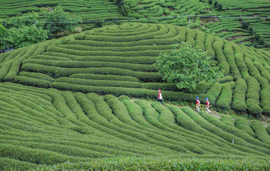 国网漳平市供电公司在制茶期间深入茶山进行特巡。郎凤清摄